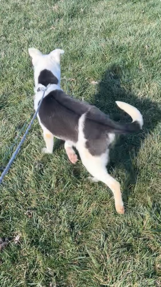 Hope, an adoptable Husky, Mixed Breed in Pittsfield, IL, 62363 | Photo Image 3