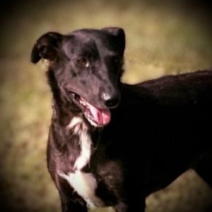 Shadow, Young Male Beagle