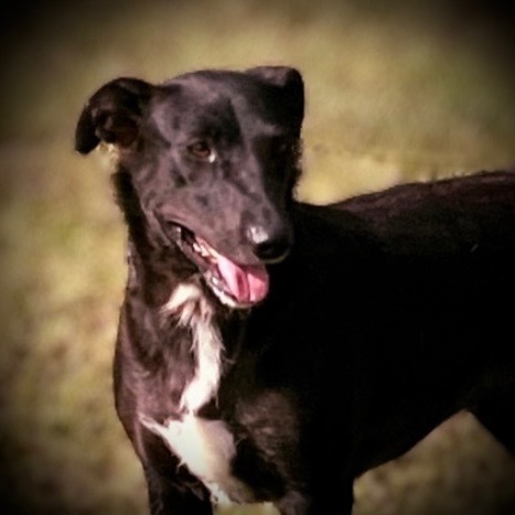 Shadow, an adoptable Beagle, Mixed Breed in Pittsfield, IL, 62363 | Photo Image 1