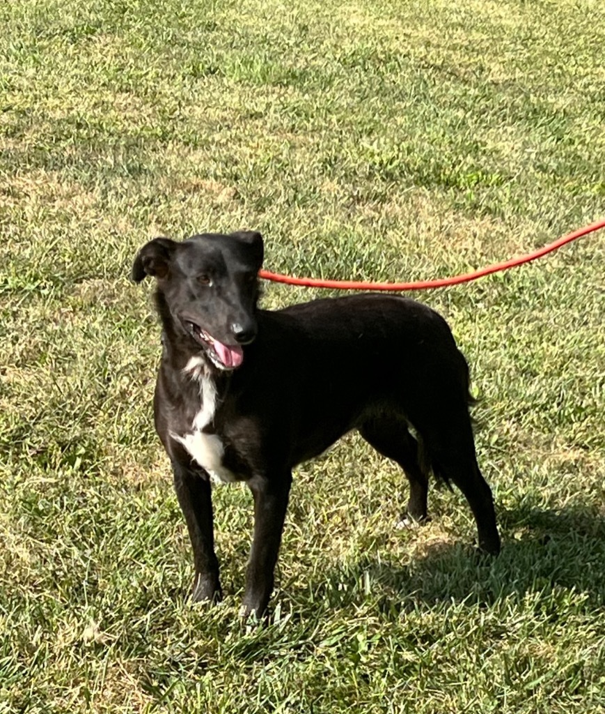 Shadow, an adoptable Beagle, Bull Terrier in Pittsfield, IL, 62363 | Photo Image 2