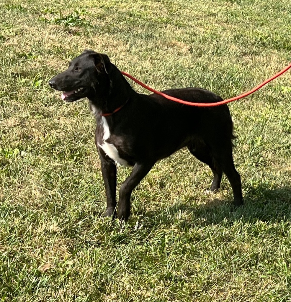 Shadow, an adoptable Beagle, Bull Terrier in Pittsfield, IL, 62363 | Photo Image 3