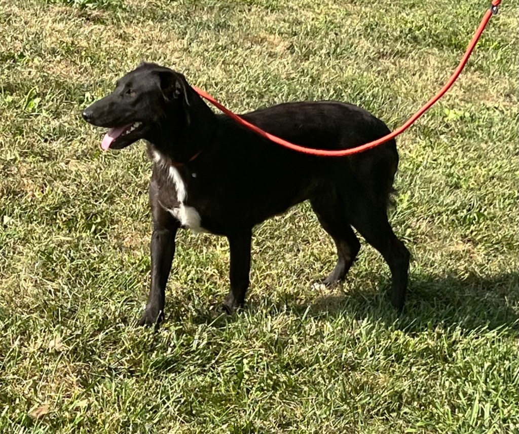 Shadow, an adoptable Beagle, Mixed Breed in Pittsfield, IL, 62363 | Photo Image 4