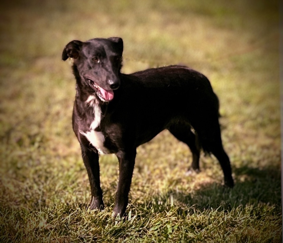 Shadow, an adoptable Beagle, Bull Terrier in Pittsfield, IL, 62363 | Photo Image 5