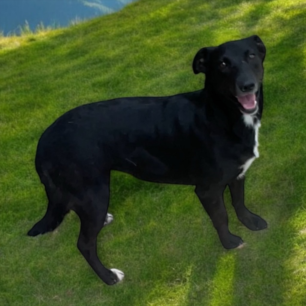 Shadow, an adoptable Beagle, Mixed Breed in Pittsfield, IL, 62363 | Photo Image 6