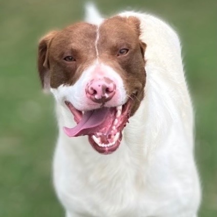 Fred, an adoptable Beagle, Bull Terrier in Pittsfield, IL, 62363 | Photo Image 1