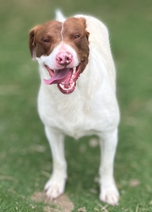 Fred, an adoptable Beagle, Bull Terrier in Pittsfield, IL, 62363 | Photo Image 2