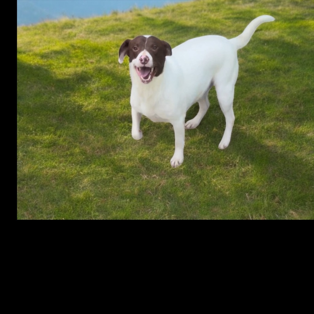 Fred, an adoptable Beagle, Bull Terrier in Pittsfield, IL, 62363 | Photo Image 3