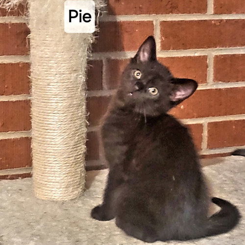 Pie