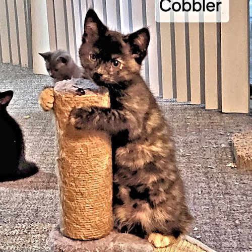Cobbler 1