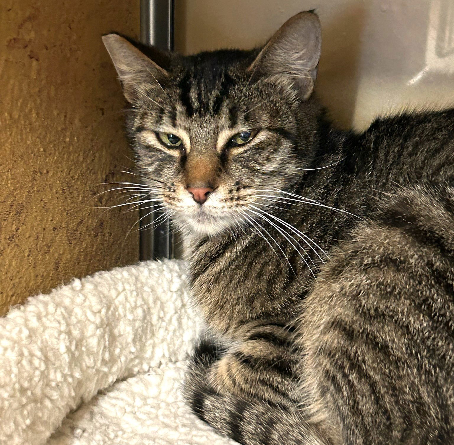 Rosalie, an adoptable Domestic Short Hair, Tabby in Springfield, OR, 97475 | Photo Image 3