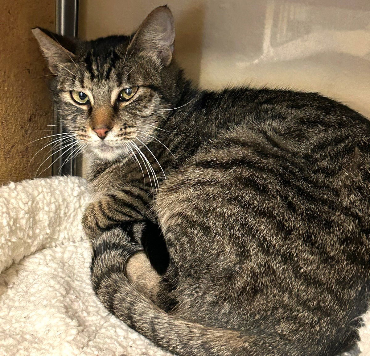 Rosalie, an adoptable Domestic Short Hair, Tabby in Springfield, OR, 97475 | Photo Image 6