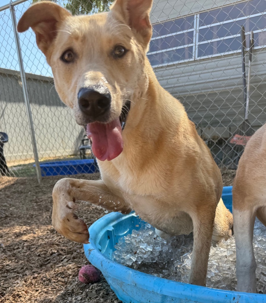 Tippy, an adoptable Shepherd, Husky in Lemoore, CA, 93245 | Photo Image 1
