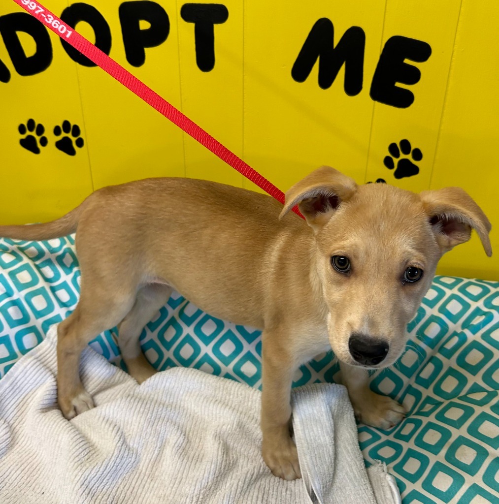 Tippy, an adoptable Shepherd, Husky in Lemoore, CA, 93245 | Photo Image 2