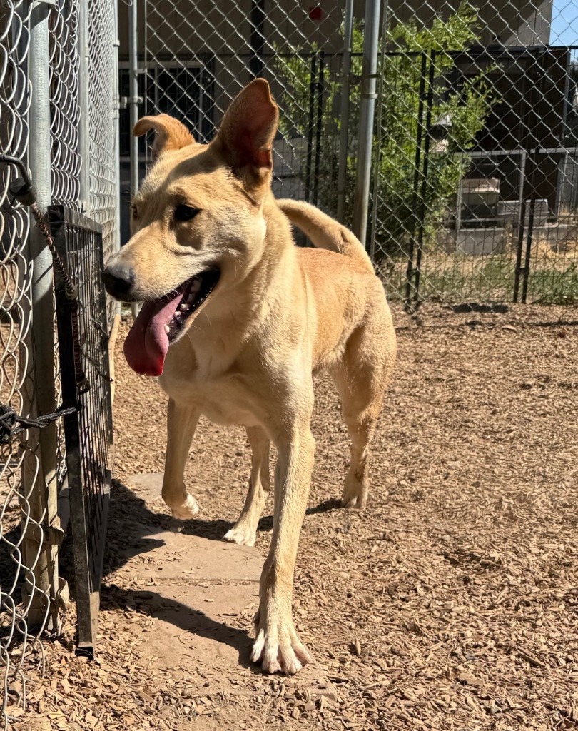Tippy, an adoptable Shepherd, Husky in Lemoore, CA, 93245 | Photo Image 3