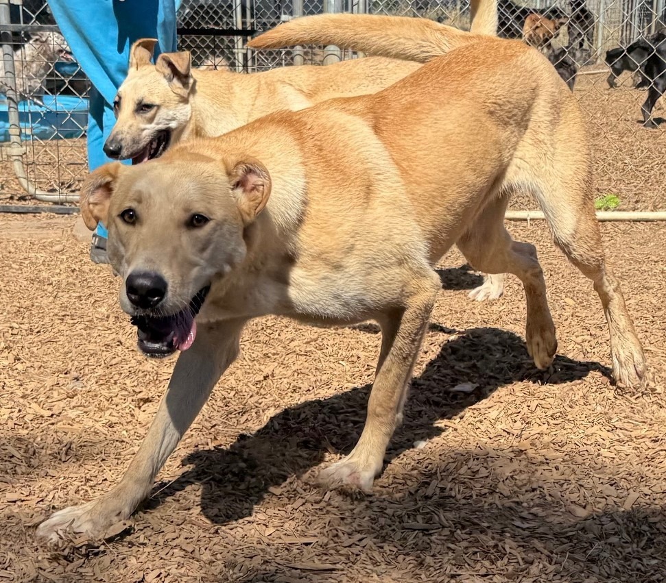 Tippy, an adoptable Shepherd, Husky in Lemoore, CA, 93245 | Photo Image 4