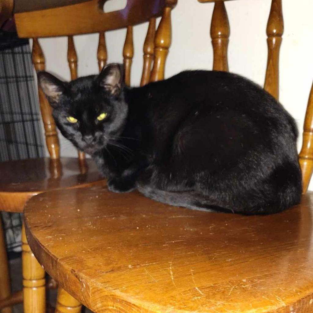 Binky, an adoptable Domestic Short Hair in Hinesville, GA, 31313 | Photo Image 1