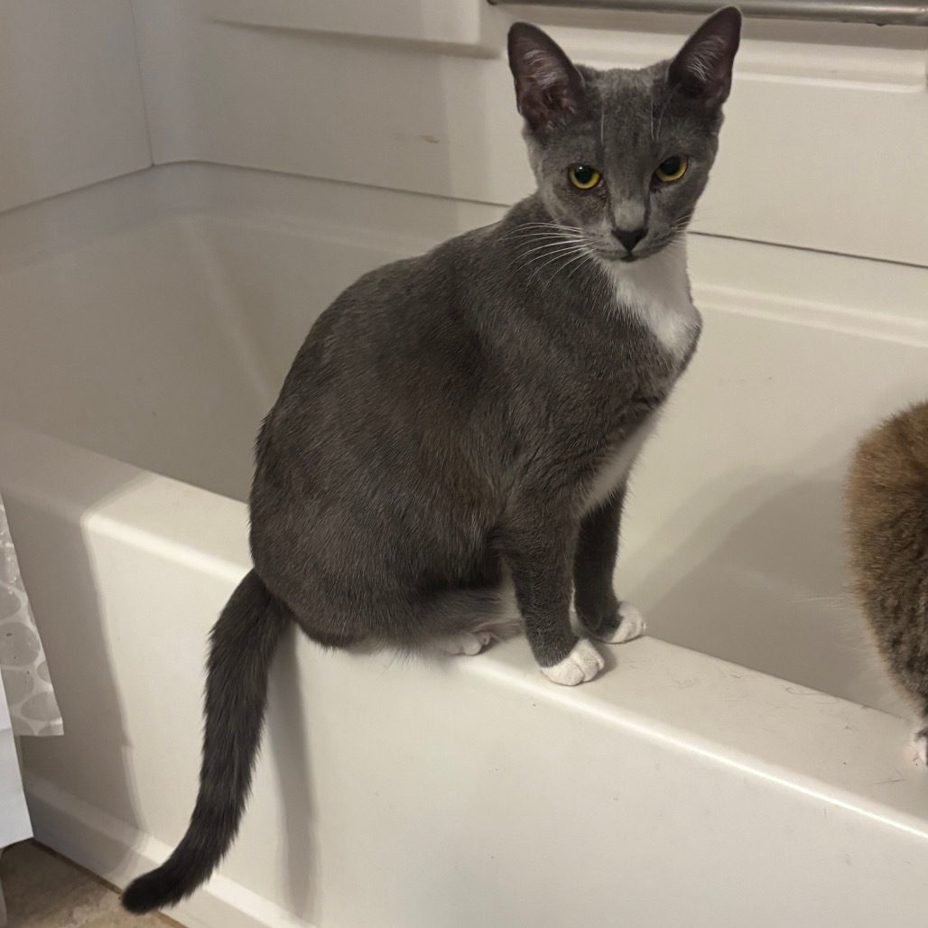 Sushi, an adoptable Domestic Short Hair in Hinesville, GA, 31313 | Photo Image 1