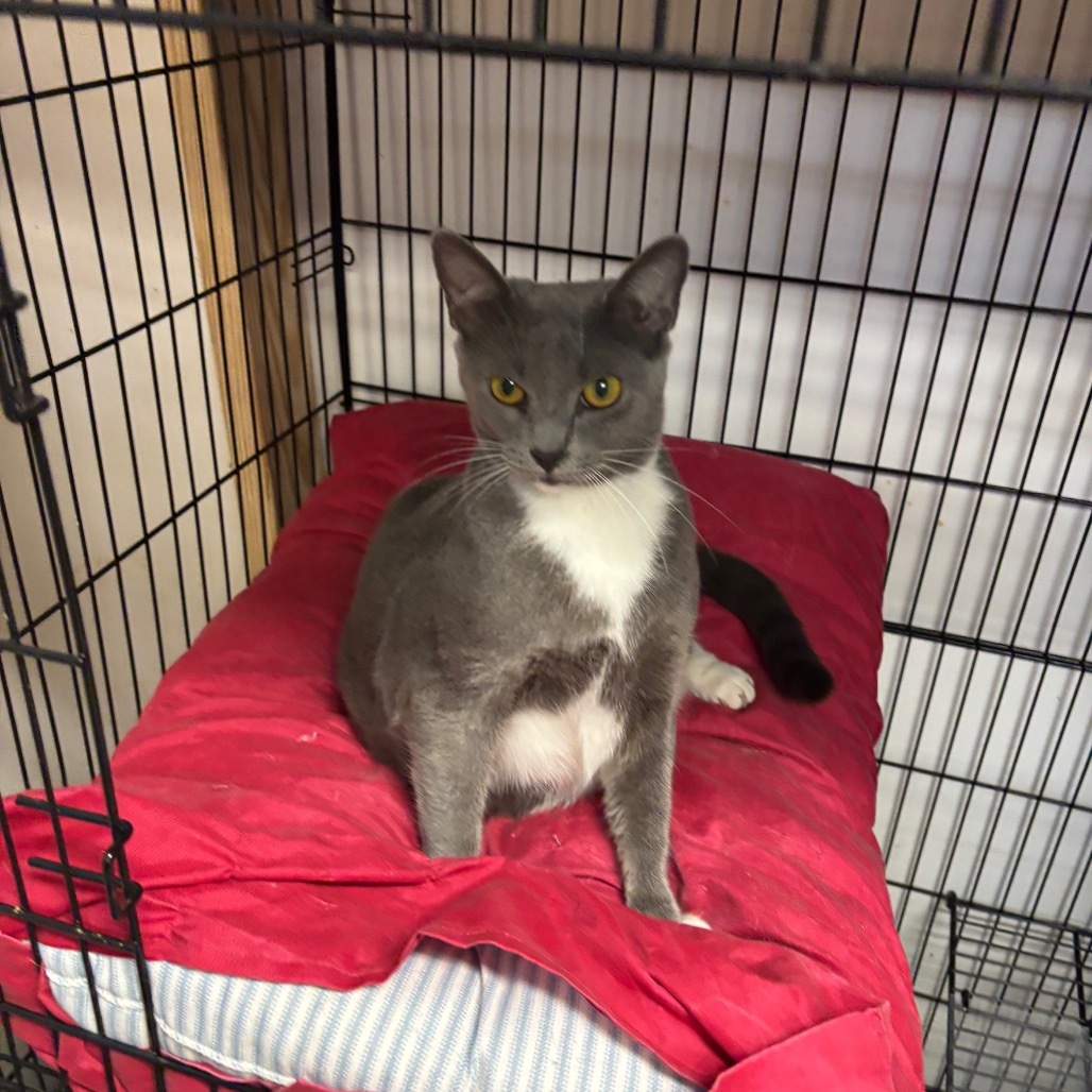 Sushi, an adoptable Domestic Short Hair in Hinesville, GA, 31313 | Photo Image 3