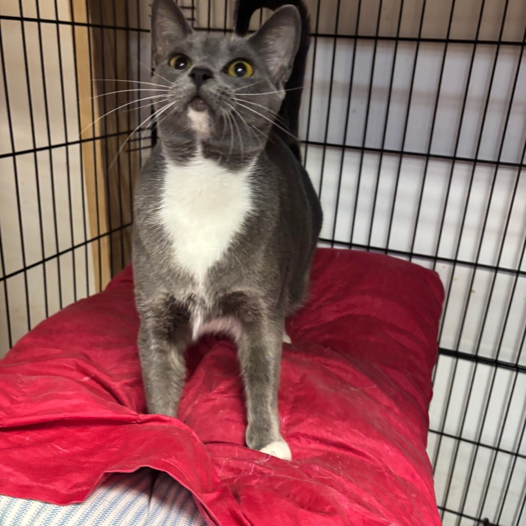 Sushi, an adoptable Domestic Short Hair in Hinesville, GA, 31313 | Photo Image 4