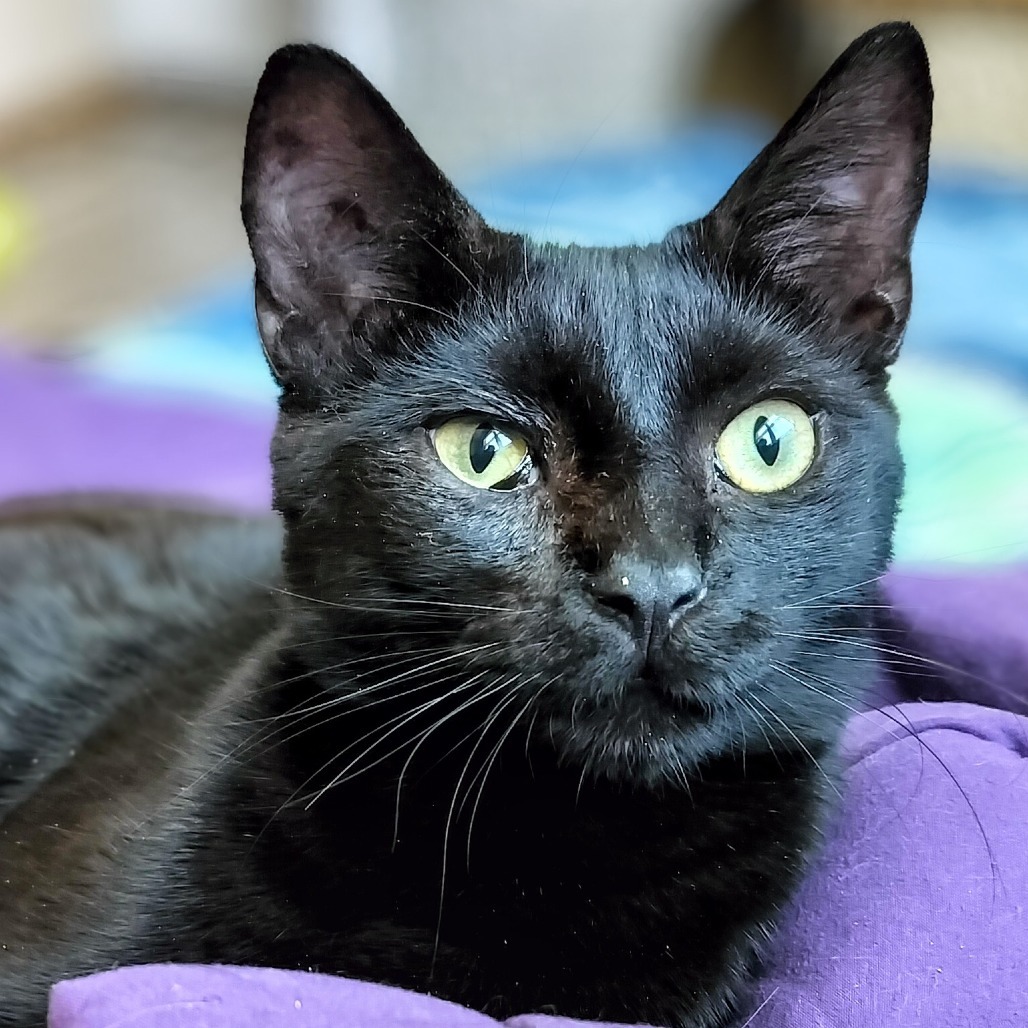 Zorro, an adoptable Domestic Short Hair in Hinesville, GA, 31313 | Photo Image 1