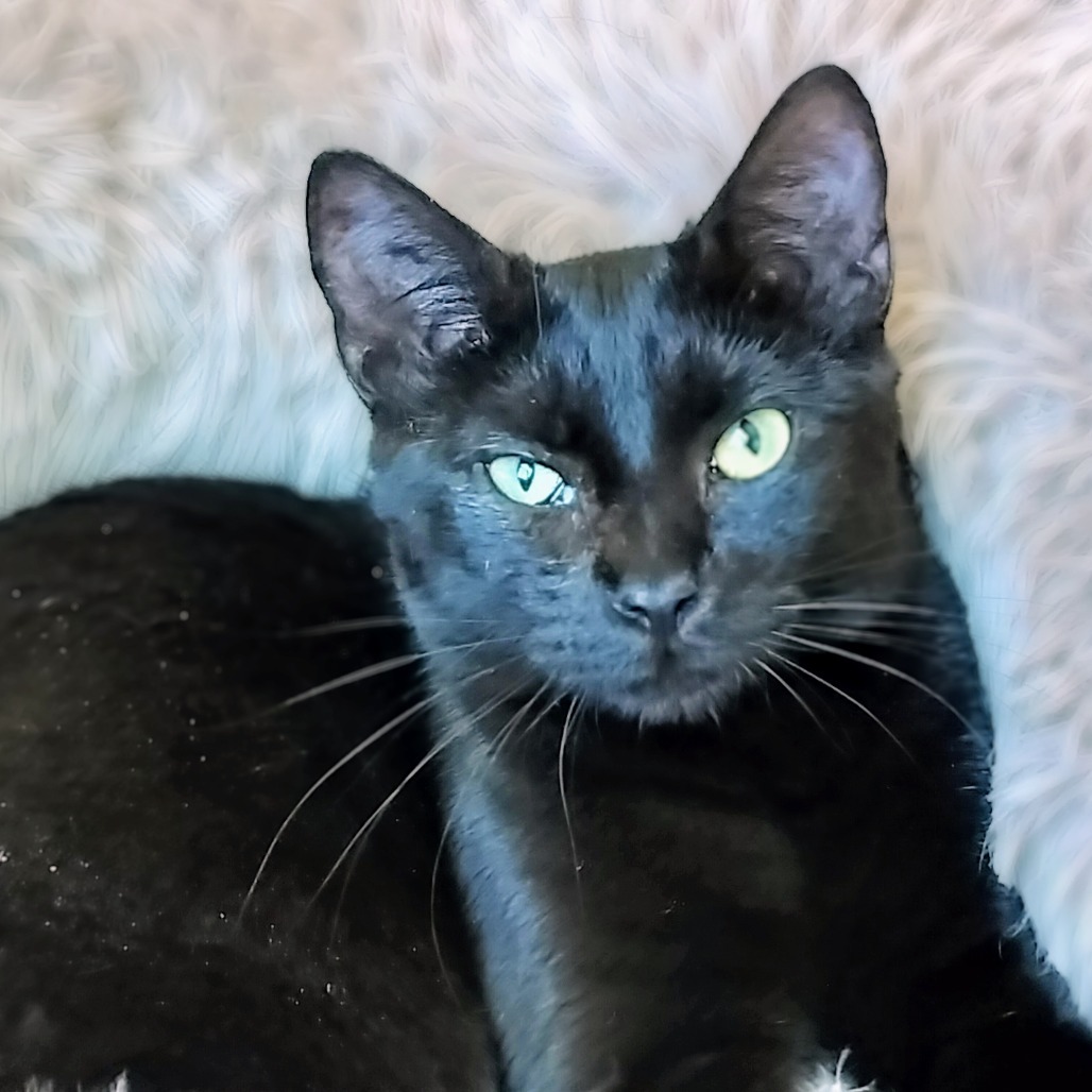 Zorro, an adoptable Domestic Short Hair in Hinesville, GA, 31313 | Photo Image 2