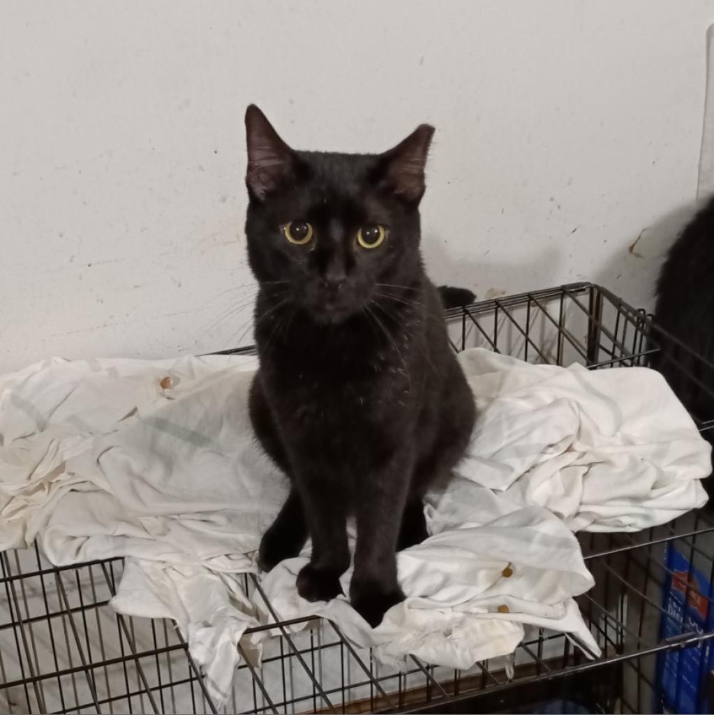 HA - 20, an adoptable Domestic Short Hair in Hinesville, GA, 31313 | Photo Image 1