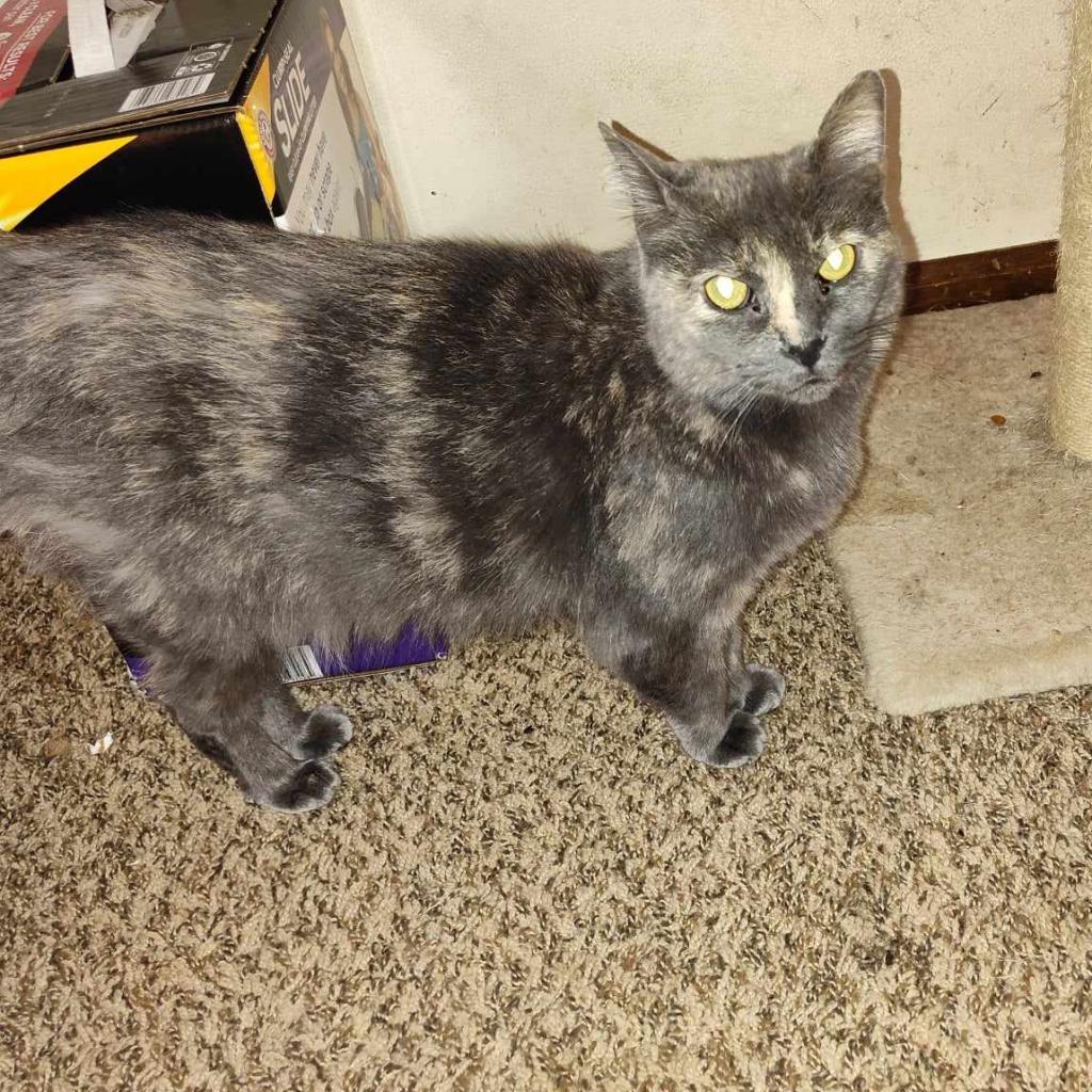 Tinkerbell, an adoptable Domestic Short Hair in Hinesville, GA, 31313 | Photo Image 1