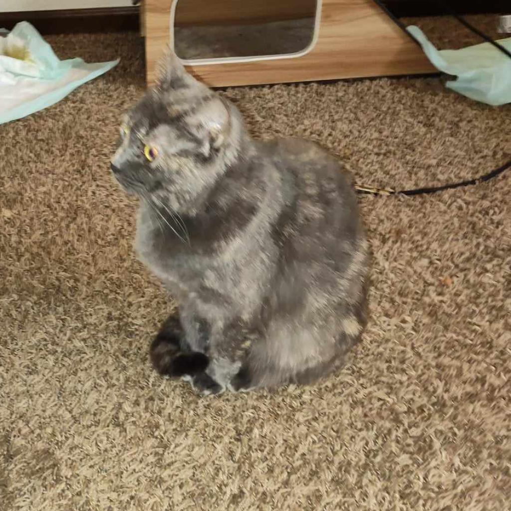 Tinkerbell, an adoptable Domestic Short Hair in Hinesville, GA, 31313 | Photo Image 2