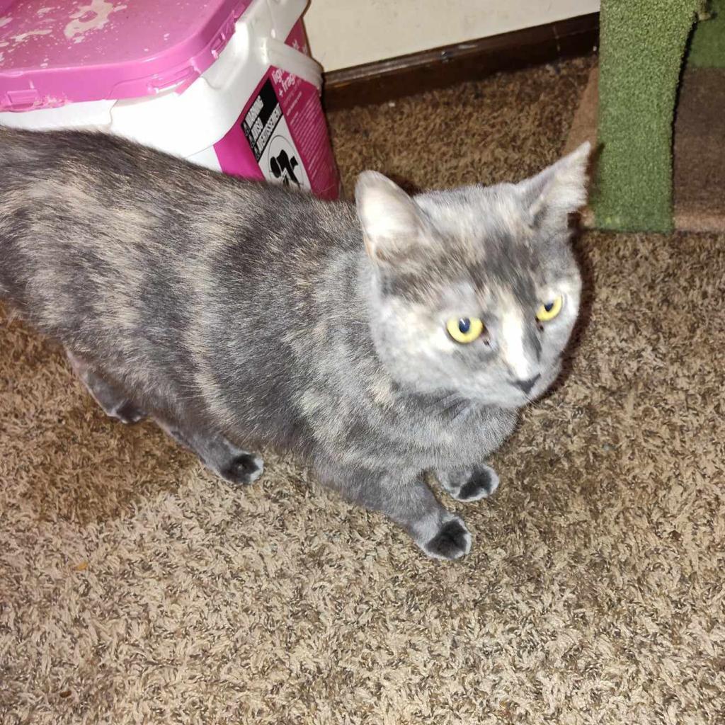 Tinkerbell, an adoptable Domestic Short Hair in Hinesville, GA, 31313 | Photo Image 3