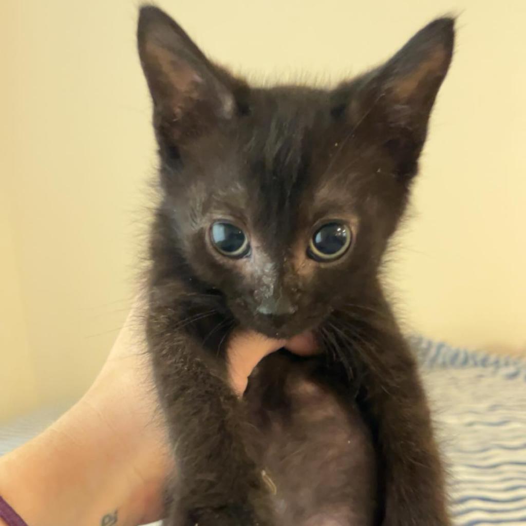 Groot, an adoptable Domestic Long Hair in Hinesville, GA, 31313 | Photo Image 1