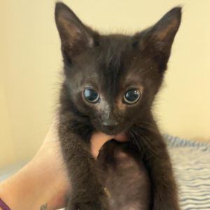 Groot, Young Male Domestic Long Hair