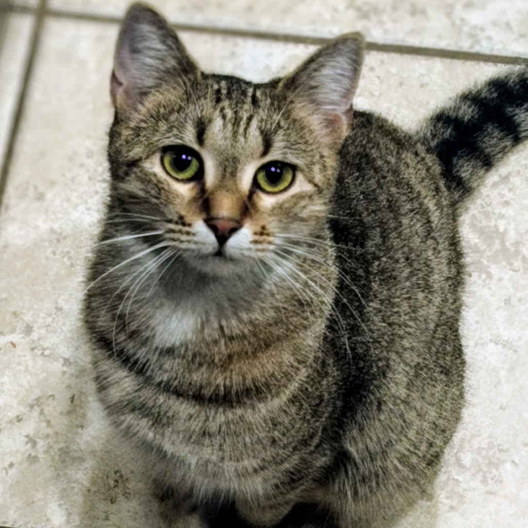 Hera, an adoptable Domestic Medium Hair in Hinesville, GA, 31313 | Photo Image 1