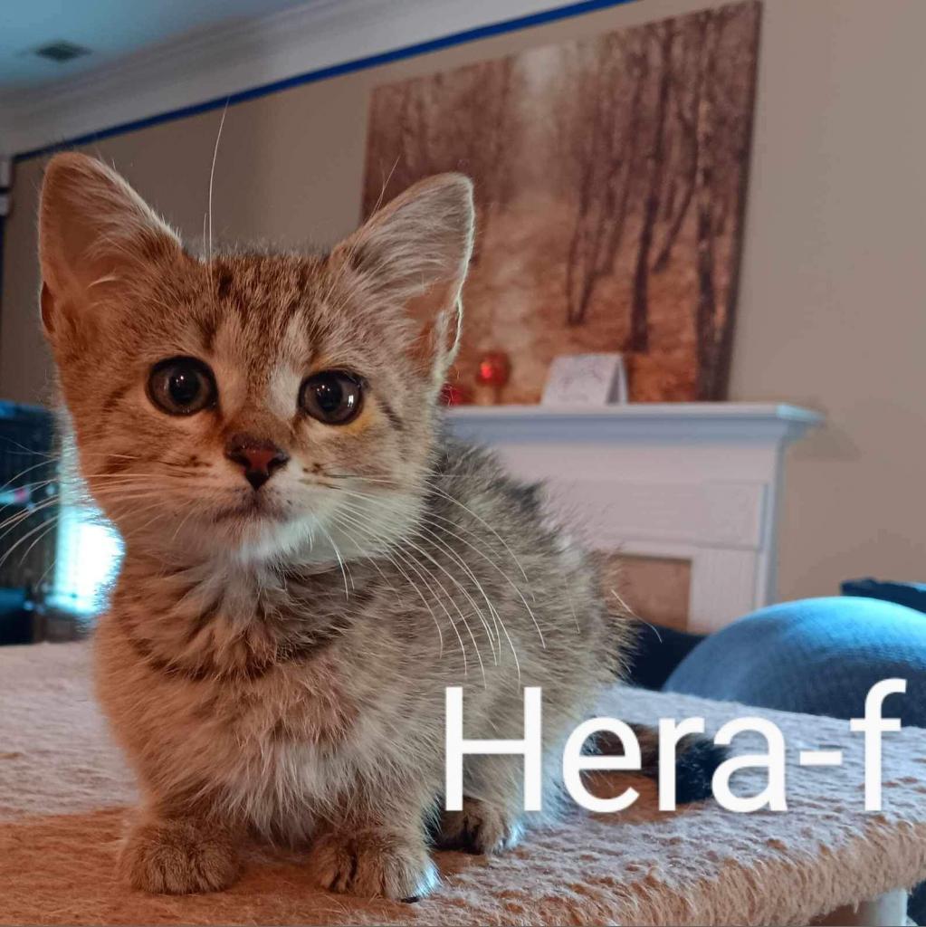 Hera, an adoptable Domestic Medium Hair in Hinesville, GA, 31313 | Photo Image 2