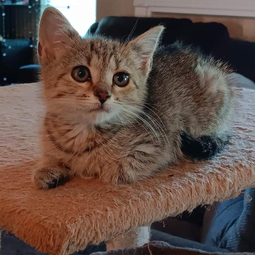 Hera, an adoptable Domestic Medium Hair in Hinesville, GA, 31313 | Photo Image 3