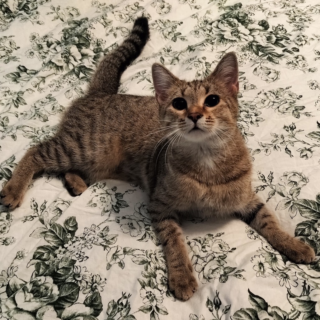 Hera, an adoptable Domestic Medium Hair in Hinesville, GA, 31313 | Photo Image 4