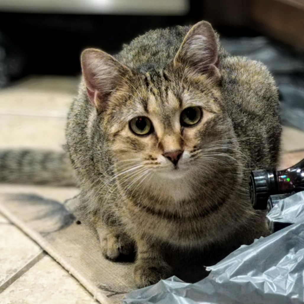 Hera, an adoptable Domestic Medium Hair in Hinesville, GA, 31313 | Photo Image 5