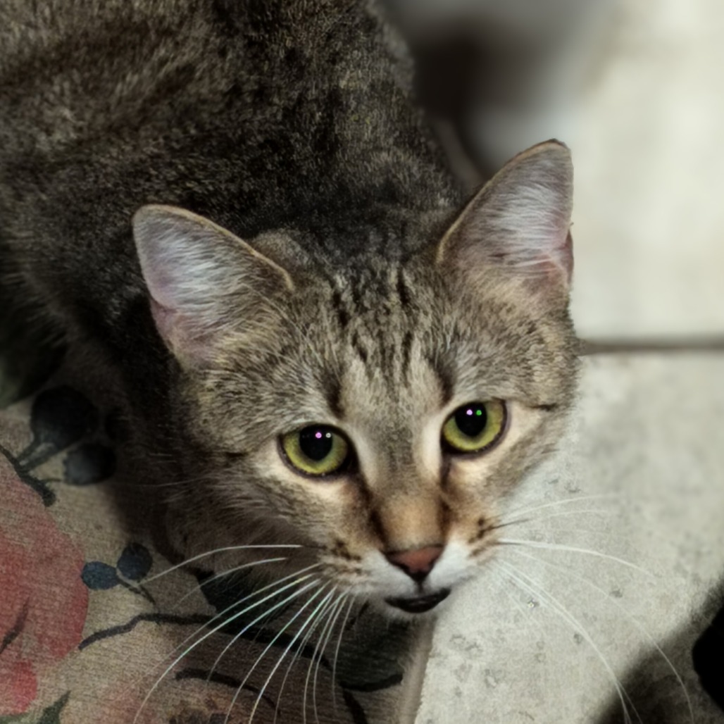 Hera, an adoptable Domestic Medium Hair in Hinesville, GA, 31313 | Photo Image 6