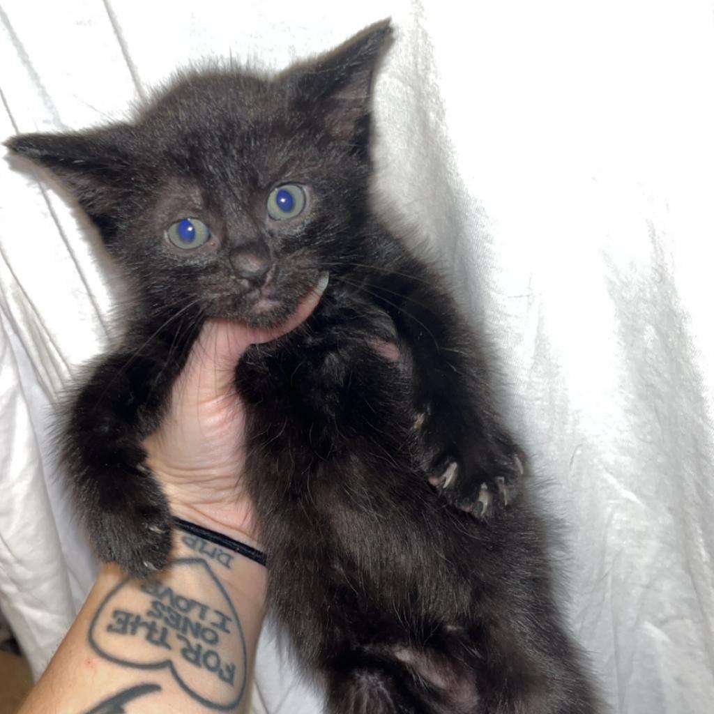 Megatron, an adoptable Domestic Short Hair in Hinesville, GA, 31313 | Photo Image 1