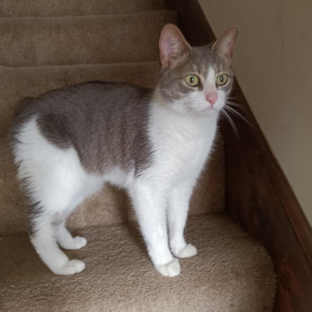 Gordita, an adoptable Domestic Short Hair in Hinesville, GA, 31313 | Photo Image 1