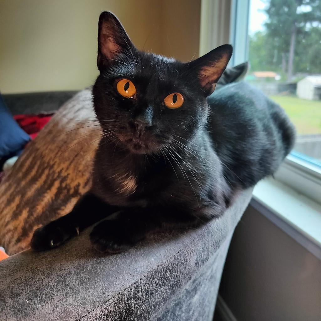 Guinness, an adoptable Domestic Short Hair in Hinesville, GA, 31313 | Photo Image 1
