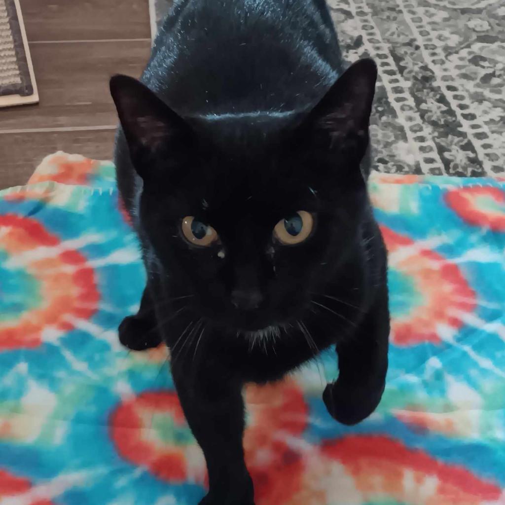 Guinness, an adoptable Domestic Short Hair in Hinesville, GA, 31313 | Photo Image 2