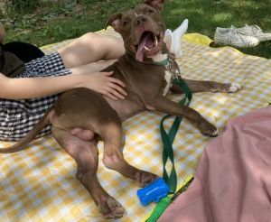 My foster writes Meet Young Tucker a charming 9-year-old mix breed with the cutest smile that will