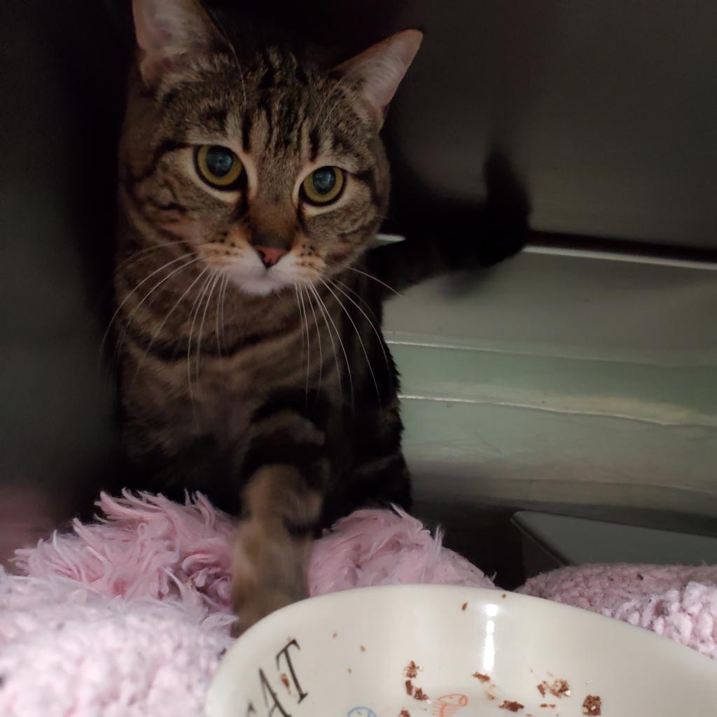 Ki, an adoptable Domestic Short Hair in Nampa, ID, 83651 | Photo Image 1