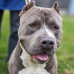 Meet Buster This friendly 1 year old pittie is looking for his forever home Buster is super sweet