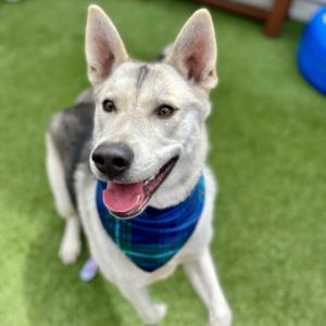 Meet Alfa the sweet 1-year-old Husky with a winning smile He loves pets and taking walks He has h