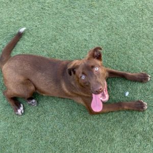 Meet Chestnut This spunky and fun girl is everything you could ever want in a puppy - energetic fr