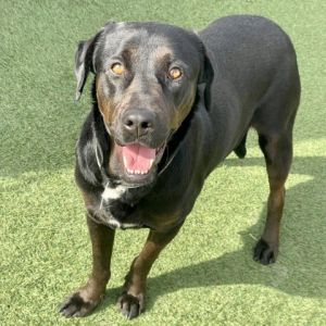 Palomita is a gorgeous 15-year-old Labrador Retriever mix with a gorgeous glossy black coat and st