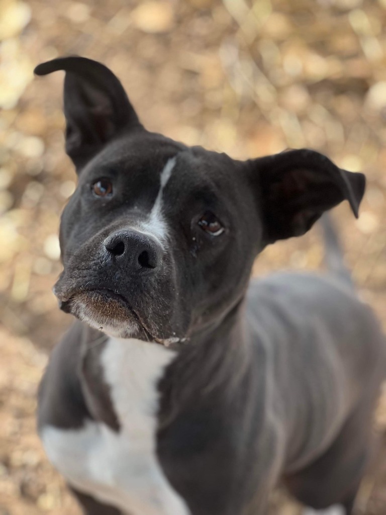 Ruth, an adoptable Pit Bull Terrier in Duncan, OK, 73533 | Photo Image 1