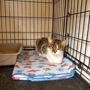 Precious Stella, Adult Female unknown