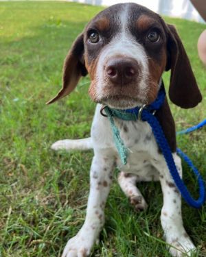 Remi (puppy) Basset Hound Dog